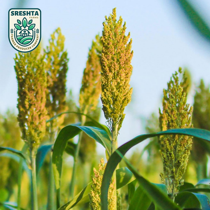 Sreshta Farms Jowar Flour (Jonna Pindi)